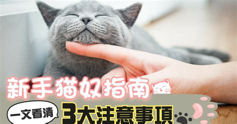 養貓注意事項|【新手貓奴指南】養貓前準備 一文看清3大注意事項